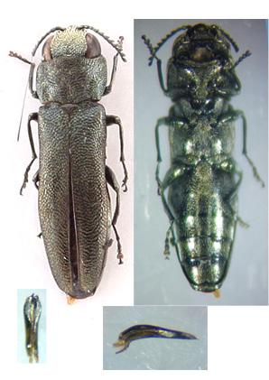 Réf. 346 856 : Agrilus sp.